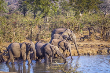 African bush elephant (Loxodonta africana)  Kruger National park  South Africa