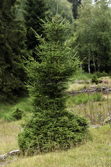 Spruce (Picea abies)  deer browsing  bog edge  Praye pass  Donon massif  Hautes Vosges  Moussey  Vosges  France