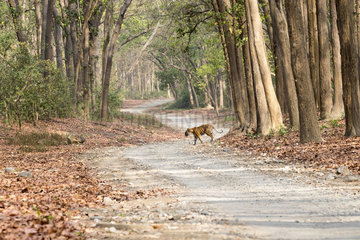 Bengal Tiger ( Panthera tigris tigris) crossing a forest walkway of sal or sâla (Shorea robusta)  Dhikala  Jim Corbett National Park  Uttarakhand  India