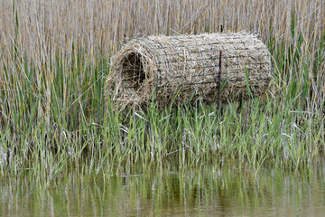 Development consisting of reeds in a marsh to promote the nesting of water birds  Marquenterre Park  Baie de Somme  France.