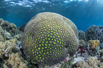 Coral Massif  Bangka Island  Indonesia