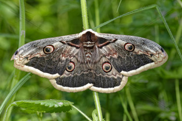 Giant peacock moth (Saturnia pyri) on vegetation  Prairies du Fouzon  Loir-et-Cher  France