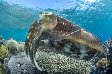 Broadclub Cuttlefish (Sepia latimanus)  Bangka Island  Indonesia