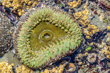 Green Surf Anemone (Anthopleura xanthogrammica) at low tide  Pacific Rim  South Tofino  Vancouver Island  British Columbia  Canada