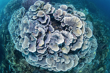 Cup Coral reef (Turbinaria sp) seen from above  Lembeh Strait  Indonesia
