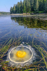 Fried egg Jellyfish (Phacellophora camtschatica) stranded in the kelps. Pacific Rim  Tofino South  Vancouver Island  British Columbia  Canada