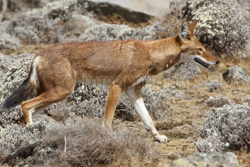 Simian jackal (Canis simensis)  Bale Mountains  Ethiopia