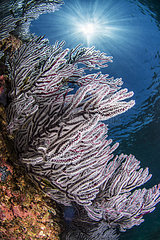Purple sea fans  Los Islotes  National Park of Espiritu Santo Archipelago  Sea of Cortez  Baja California  Mexico