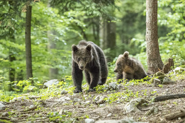 European brown bear cubs (Ursus arctos) in the Sneznik forest  Slovenia