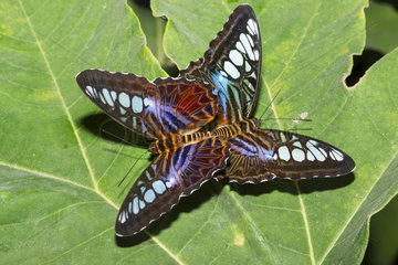 Clipper (Parthenos sylvia) mating on a leaf  native to Borneo Butterflyhouse  France