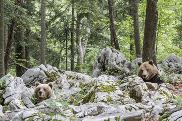 Dominant European brown bear  or ?alpha bear in search for feamle on the left (Ursus arctos)  in the karst forest  Notranjska  Slovenia
