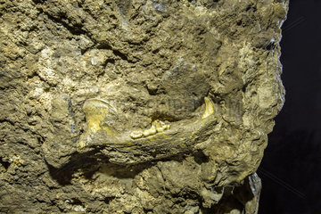 The jaw of a Cave bears (Ursus ingressus) have been found trapped in the limestone of the cave  Blo?ka polica  Slovenia