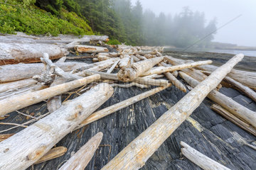 Trunks stranded at the edge of the Pacific Ocean. Botanical Beach Provincial Park  Port Renfrew  Vancouver Island  British Columbia  Canada