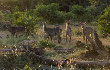 Waterbuck (Kobus ellipsiprymnus) Male and females in the sunsuet light  Mapungubwe national Park  South Africa