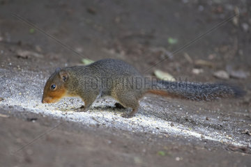 Asian red-cheeked Squirrel (Dremomys rufigenis) eating cereals on the ground  Gaoligongshan  Yunnan  China