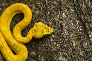 Eyelash Viper on a tree trunk (Bothriechis schlegelii)  Cahuita national park  Costa Rica