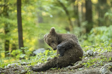 European brown bear cub (Ursus arctos) in the Sneznik forest  Slovenia