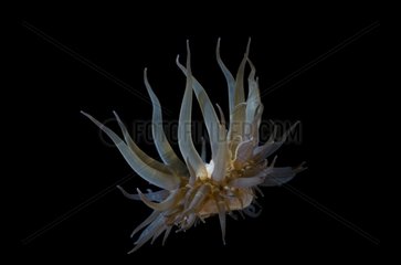 Sea anemone in open water Tuamotu