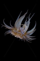 Sea anemone in open water Tuamotu