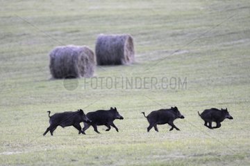 Eurasian Wild Pig crossing a field at dusk France