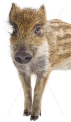 Young Wild Boar on white background