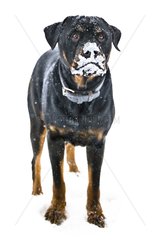 Rottweiler in the snow with white muzzle