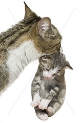 European type cat carrying her kitten on white background