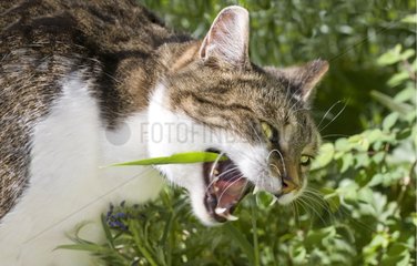 Domestic tabby cat eating grass to purge - France