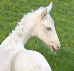 Champagne foal with curly mane in meadow