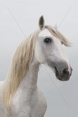Portrait of White Andalusian Stallion - France