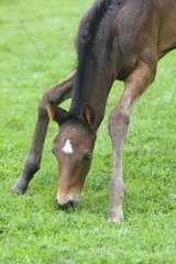 Pur Selle Anglais foal grazing grass - France