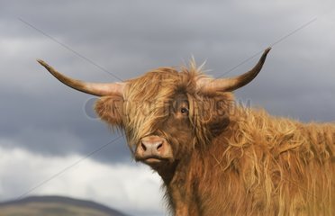 Portrait Cow Highland - Scotland