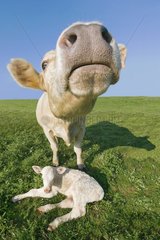 Charolais cow and her newborn calf in the meadow - France