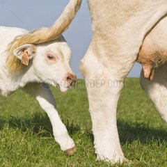 Charolais cow and her newborn calf in the meadow - France