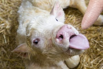 Newborn calf Charolais wanting to suck on the straw