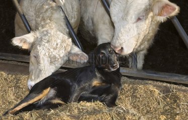Charolais bulls and Beauceron lying in ensillage