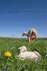Merino ewe and newborn lamb lying in the grass