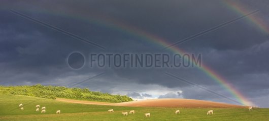 Charolais cows in meadow and rainbow - Lorraine France