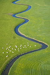 Charolais pre and meandering river - France
