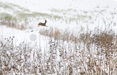 Deer bounding through the snow-covered countryside - France
