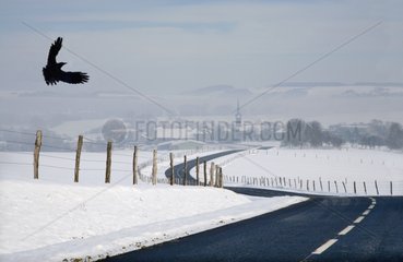 Raven in flight and open road in the snowy countryside