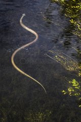 Grass Snake hunting in water - France