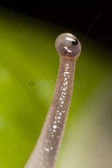 Black eye Snail on retractile tentacles - France