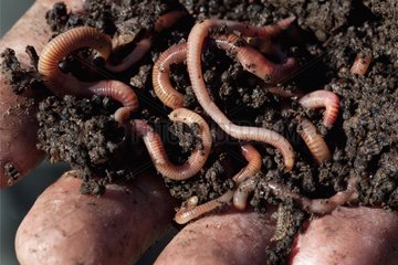 Hand holding compost with red worms and manure worms
