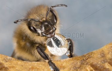 Honeybee putting a drop of nectar in a cell - France