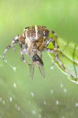 Spider capturing a fly in its web - France