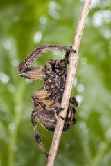 Spider on stem - France