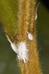 woolly Cochineal on green plant inside - France