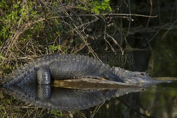 American alligator sunning on a log - Florida - USA
