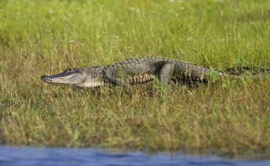American alligator walking towards a lake - Florida - USA